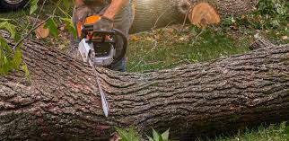 How Our Tree Care Process Works  in  Mount Carmel, PA