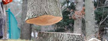 Tree and Shrub Care in Mount Carmel, PA
