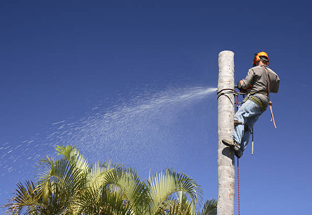 Lawn Maintenance Plans in Mount Carmel, PA