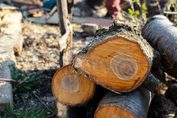 Trusted Mount Carmel, PA Tree Care Experts
